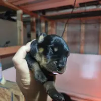 Pink female, a female Rottweiler for sale in Preston, CT – Photo 2 of 4