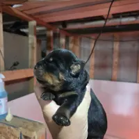 Pink female, a female Rottweiler for sale in Preston, CT – Photo 1 of 4