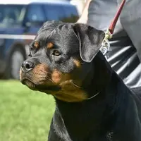 Pink female, a female Rottweiler for sale in Preston, CT – Photo 3 of 4