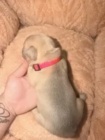 Nala, a female French Bulldog for sale in Oklahoma City, OK – 6 of 8