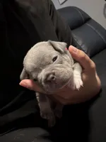 Chico, a male French Bulldog for sale in Oklahoma City, OK – 5 of 5