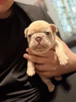 Daisy, a female French Bulldog for sale in Oklahoma City, OK – 5 of 5