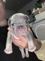 Milo, a male French Bulldog for sale in Oklahoma City, OK – 4 of 5