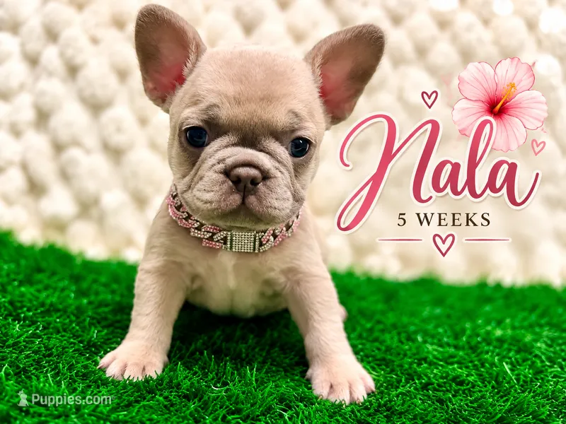 Nala – French Bulldog puppy for sale in Oklahoma City, OK