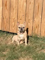 Lucy, a female French Bulldog for sale in Oklahoma City, OK – 6 of 10