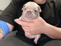 Nala, a female French Bulldog for sale in Oklahoma City, OK – 2 of 8