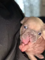 Daisy, a female French Bulldog for sale in Oklahoma City, OK – 3 of 5