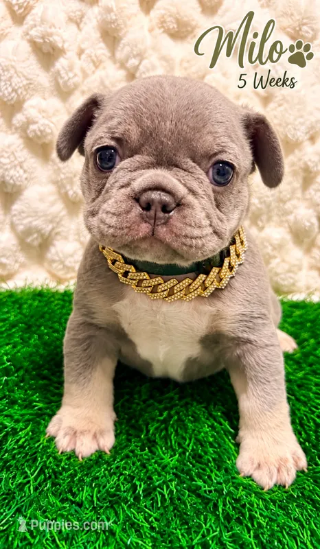 Milo – French Bulldog puppy for sale in Oklahoma City, OK