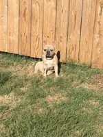 Lucy, a female French Bulldog for sale in Oklahoma City, OK – 8 of 10
