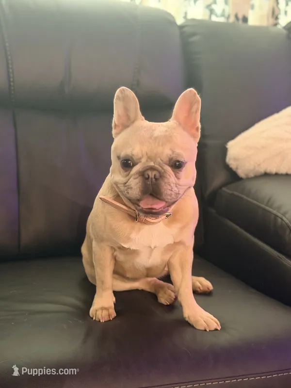Lucy – French Bulldog puppy for sale in Oklahoma City, OK