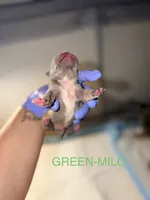 Milo, a male French Bulldog for sale in Oklahoma City, OK – 2 of 5