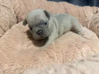 Nala, a female French Bulldog for sale in Oklahoma City, OK – 8 of 8