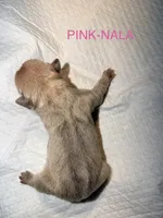 Nala, a female French Bulldog for sale in Oklahoma City, OK – 1 of 8