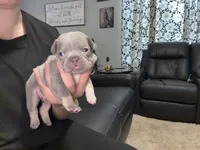 Chico, a male French Bulldog for sale in Oklahoma City, OK – 4 of 5
