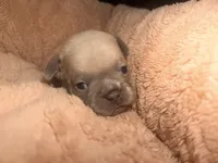 Nala, a female French Bulldog for sale in Oklahoma City, OK – 7 of 8
