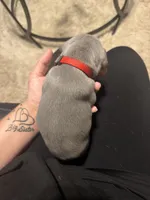 Chico, a male French Bulldog for sale in Oklahoma City, OK – 3 of 5