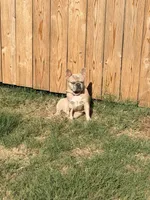 Lucy, a female French Bulldog for sale in Oklahoma City, OK – 9 of 10