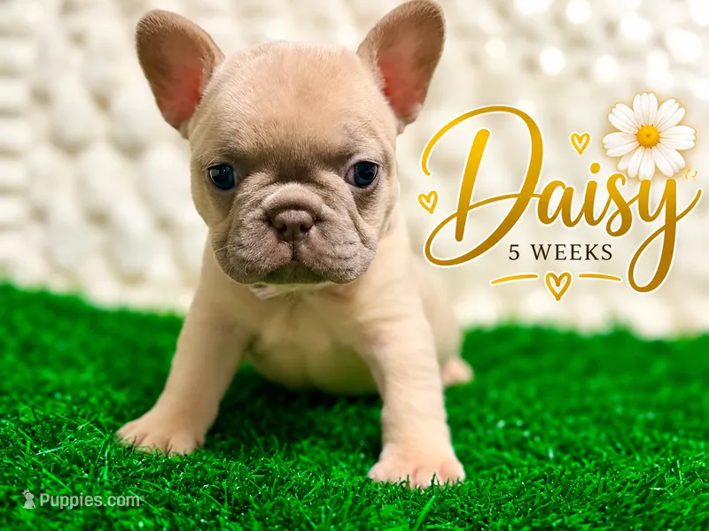 Daisy – French Bulldog puppy for sale in Oklahoma City, OK