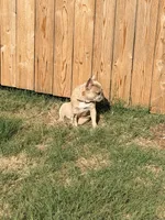 Lucy, a female French Bulldog for sale in Oklahoma City, OK – 7 of 10