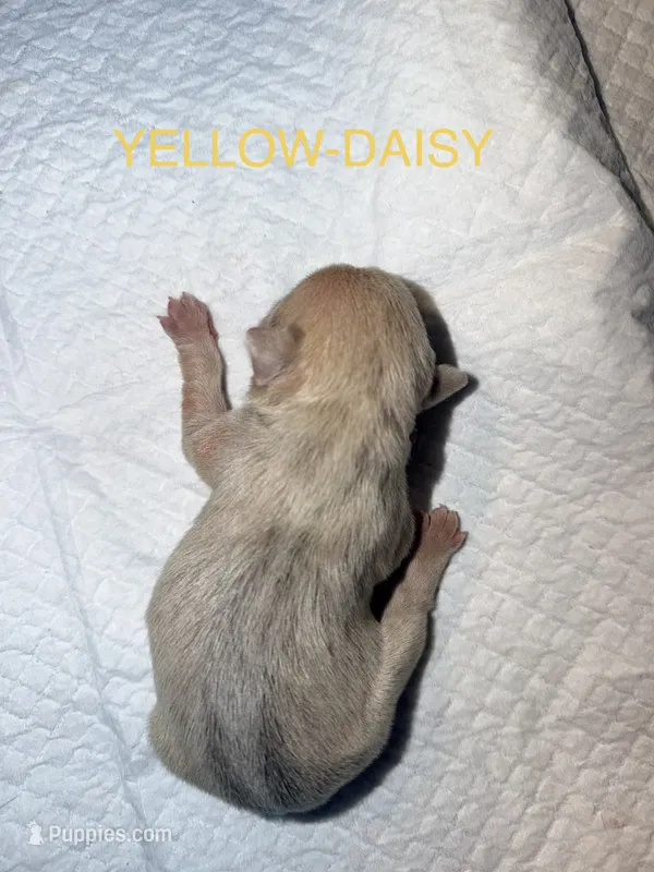 Daisy – French Bulldog puppy for sale in Oklahoma City, OK