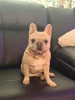Lucy, a female French Bulldog for sale in Oklahoma City, OK – 2 of 10