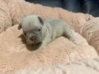 Nala, a female French Bulldog for sale in Oklahoma City, OK – 4 of 8