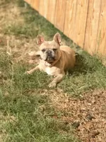 Lucy, a female French Bulldog for sale in Oklahoma City, OK – 10 of 10