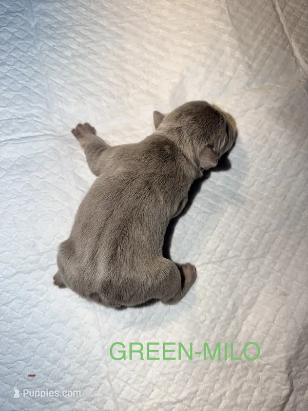 Milo – French Bulldog puppy for sale in Oklahoma City, OK