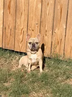 Lucy, a female French Bulldog for sale in Oklahoma City, OK – 3 of 10