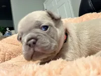 Nala, a female French Bulldog for sale in Oklahoma City, OK – 5 of 8