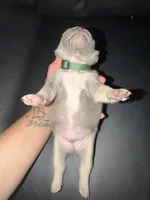 Milo, a male French Bulldog for sale in Oklahoma City, OK – 5 of 5