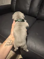 Milo, a male French Bulldog for sale in Oklahoma City, OK – 3 of 5
