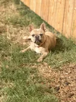 Lucy, a female French Bulldog for sale in Oklahoma City, OK – 4 of 10