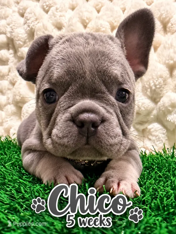 Chico – French Bulldog puppy for sale in Oklahoma City, OK