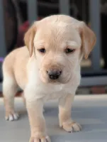 Randy, a male Labrador Retriever for sale in Erwin, NC – Photo 1 of 4