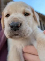Randy, a male Labrador Retriever for sale in Erwin, NC – Photo 2 of 4