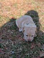 Randy, a male Labrador Retriever for sale in Erwin, NC – Photo 4 of 4