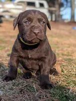 Kenny, a male Labrador Retriever for sale in Erwin, NC – Photo 3 of 3