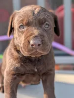 Kenny, a male Labrador Retriever for sale in Erwin, NC – Photo 1 of 3