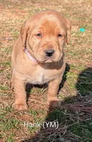 Hank , a male Labrador Retriever for sale in Erwin, NC – Photo 1 of 3