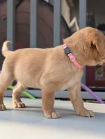 Hank , a male Labrador Retriever for sale in Erwin, NC – Photo 2 of 3