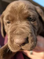 Vince, a male Labrador Retriever for sale in Erwin, NC – Photo 2 of 3