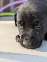 Reba, a female Labrador Retriever for sale in Erwin, NC – Photo 1 of 3