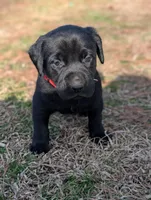 Reba, a female Labrador Retriever for sale in Erwin, NC – Photo 2 of 3