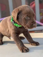 Conway, a male Labrador Retriever for sale in Erwin, NC – Photo 1 of 3