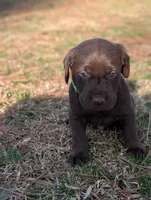 Conway, a male Labrador Retriever for sale in Erwin, NC – Photo 3 of 3