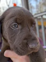 Conway, a male Labrador Retriever for sale in Erwin, NC – Photo 2 of 3