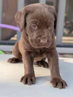 Merle, a male Labrador Retriever for sale in Erwin, NC – Photo 1 of 4