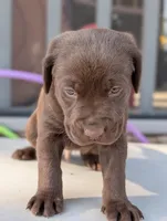 Merle, a male Labrador Retriever for sale in Erwin, NC – Photo 2 of 4