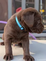 Merle, a male Labrador Retriever for sale in Erwin, NC – Photo 3 of 4